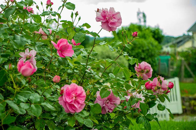Conception de jardin Saint-Jal