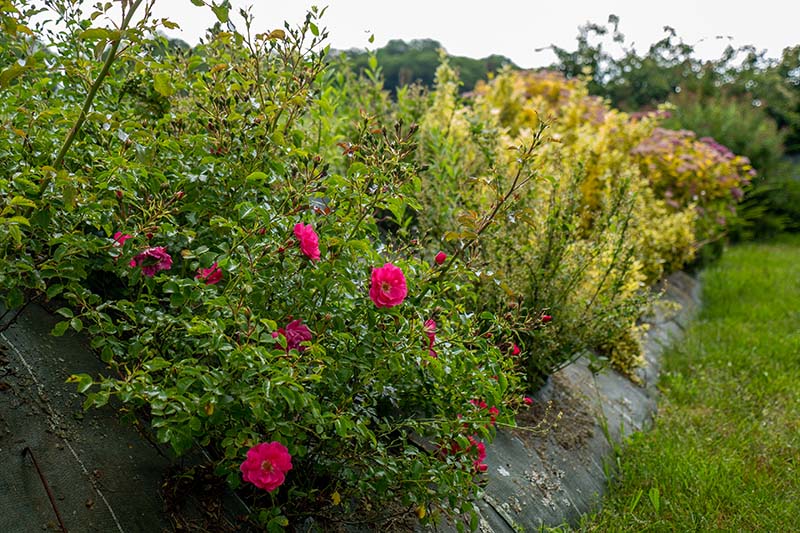 Conception de jardin Tulle